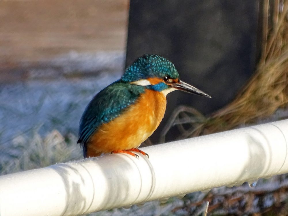 IJsvogel